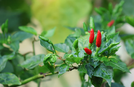 Selective focus at fresh Red Chilies raw food on the treeの写真素材