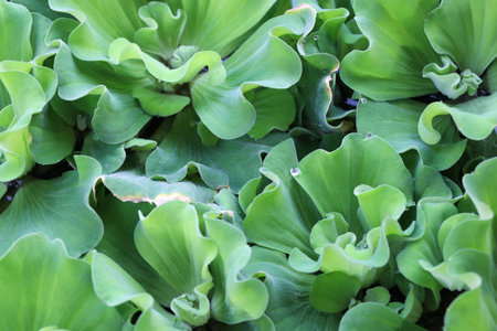 Water Lettuce green background with droplets