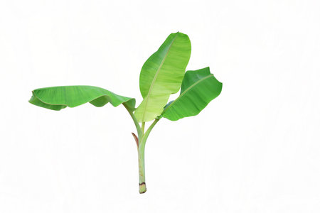 The little young banana tree light green leaves on isolated backgroundの写真素材