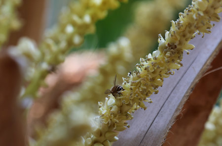 Little insects, bees and coconut flowers in coconut plantations to pollinate.