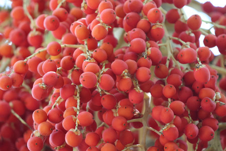 Closed up Red betel nut palm tree beautiful color on tree backgroundの写真素材