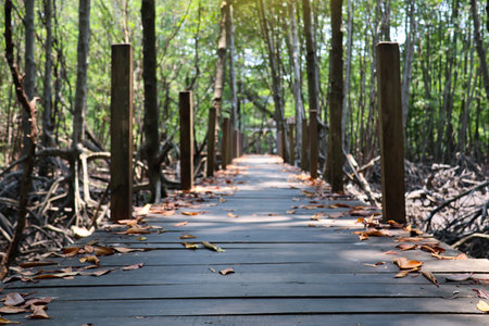 A nature trail made from wood in forest  countryside Thailandの写真素材