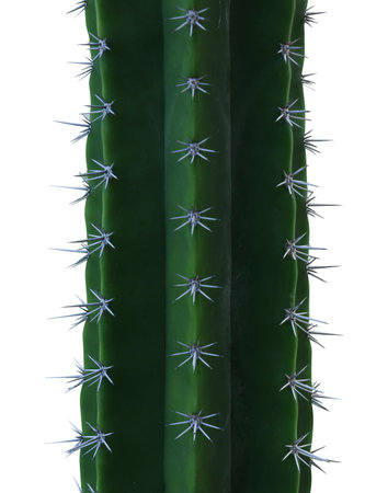 Cactus with spike di-cut on isolated backgroundの写真素材