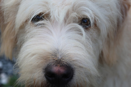 Selective focus at the nose of domestic pet cute dog with long hair