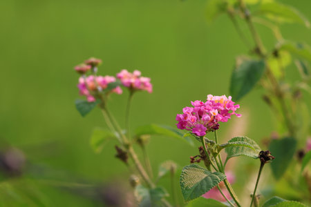 Pink Weeping lantana tiny flowers beautiful in the fieldの写真素材