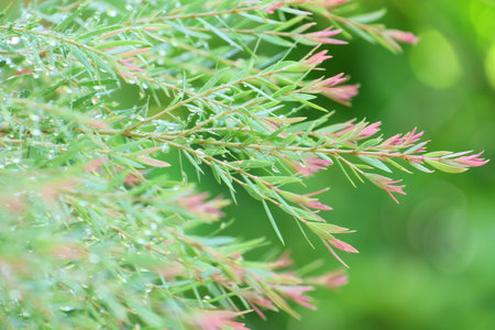 The top of Ellwood's Gold pine tree beautiful color are leaning with waterdrops after the rainの写真素材