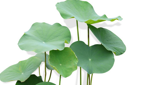 Group of Water Lily green leaves with shadow on isolated backgroundの写真素材