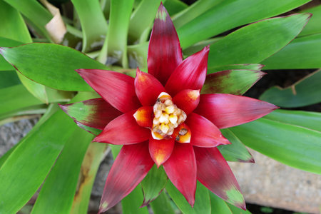 Top view of Bromeliad colorful plant decorated in the gardenの写真素材