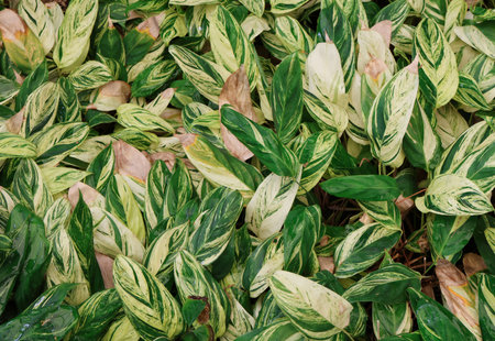 Ctenanthe Golden mosaic plant white and green color nature leaves backgroundの写真素材