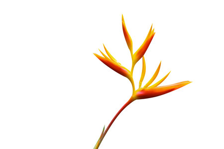 Bird of Paradise orange color blossom flower on isolate backgroundの写真素材