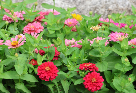 Zinnia violacea freshness and bright beautiful in the garden backgroundの写真素材