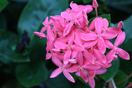 Pink Ixora blooming flowers on branch tree with droplets in nature backgroundの写真素材