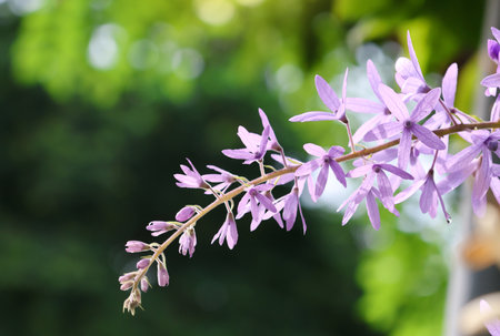 Purple wreath beautiful petals are blooming in nature backgroundの写真素材
