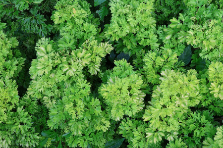 Top view of Polyscias plant has green and light green color backgroundの写真素材