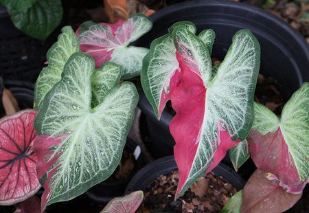 Caladium bicolor plant bright color is growth in flowerpotの写真素材