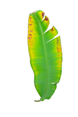 Banana leaf almost dry with two tone color on isolated backgroundの写真素材