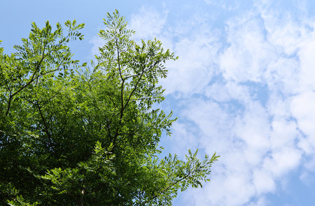 The green leaves against with blue sky in sunny dayの写真素材