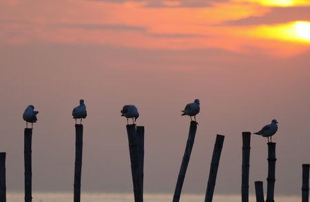 The seagulls perched on logs by the sea the sunset timeの写真素材