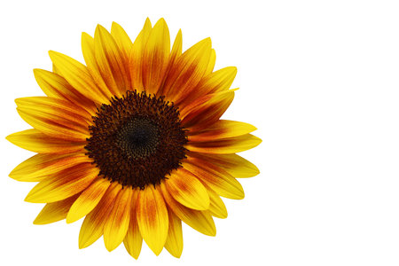 Beautiful petals beautiful color blooming sunflower isolated on white backgroundの写真素材