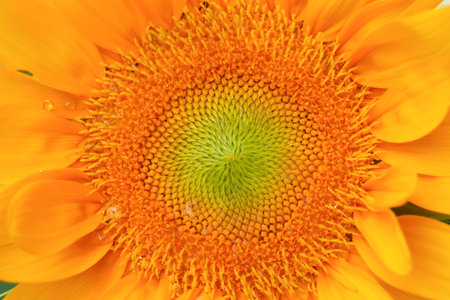 Macro image of sunflower pollens with dropletsの写真素材