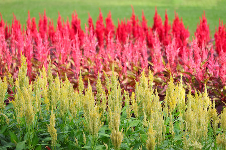 Celosia pink, red and yellow field contrast in the parkの写真素材