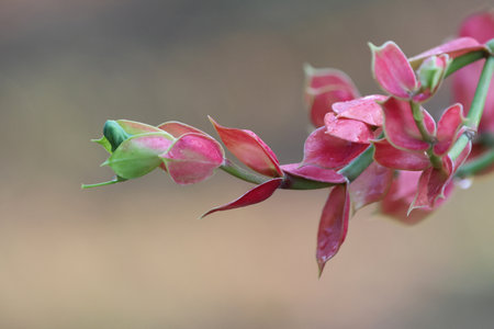 Tall slipper plant pink petals with droplets beautiful in nature backgroundの写真素材