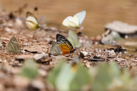 Butterflies near the small pond in the nature, summer in Thailandの写真素材