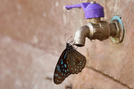 The butterfly is drinking water from a faucet in summer seasonの写真素材