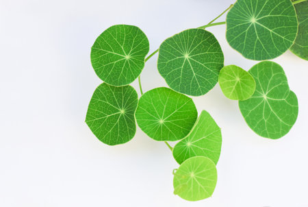 Stephania erecta plant with green leaves circle shape on white backgroundの写真素材