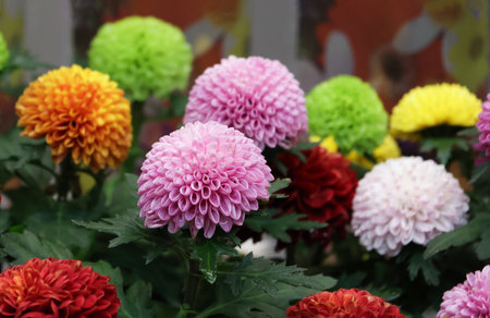 Chrysanthemum colorful flowers blooming in a gardenの写真素材