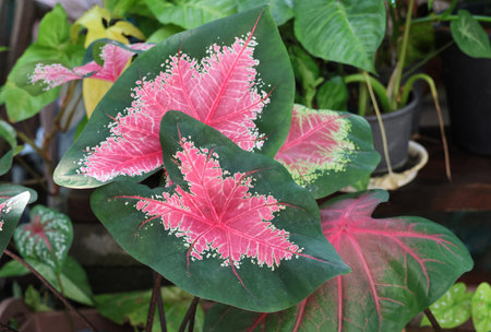 Caladium leaves fresh pink and green color growth in the gardenの写真素材