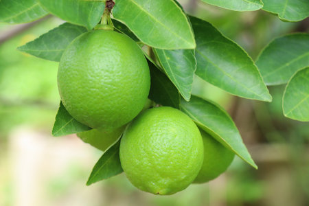 Fresh lime on tree, sour fruit growth in the gardenの写真素材