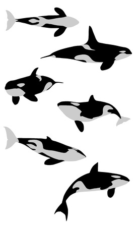killer whale movingのイラスト素材
