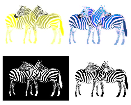 two zebras interlacedのイラスト素材