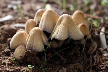 Small brown muchroomの写真素材