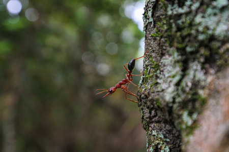 Red ant looking out from tree