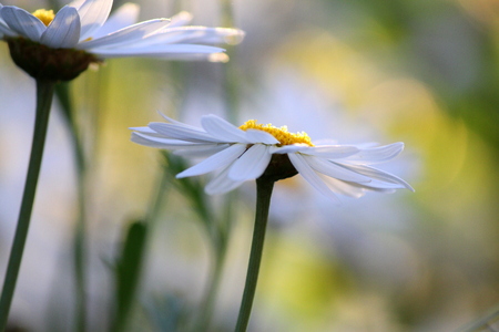 White single daisy looking up at sunの写真素材