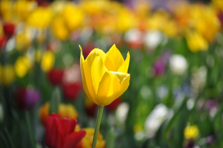 Yellow Tulip on blurred flower coloured background -Floriadeの写真素材