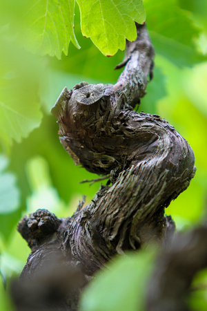 Vineyard textured branch surrouded by soft green leavesの写真素材