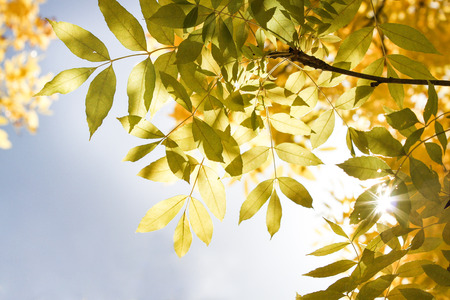 Tree leaves lit up by sun on blue skyの写真素材