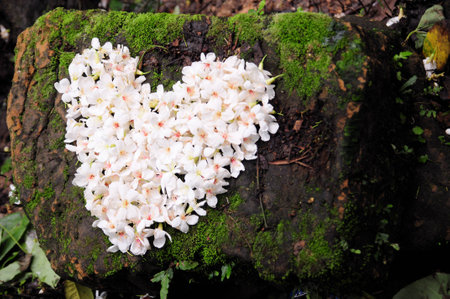 Love may Snow 2の写真素材