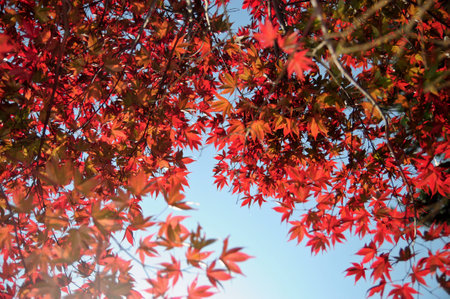 Korea red leaves