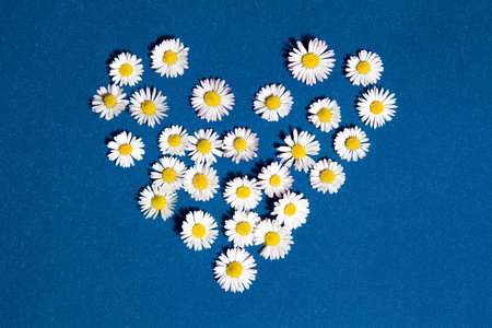 Heart drawn with daisies and dandelion flower on a blue backgroundの写真素材