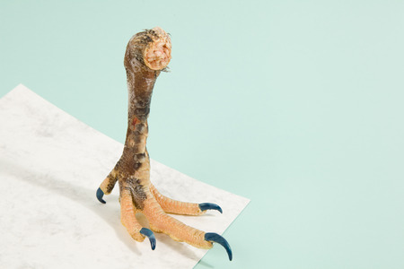 chicken's nails manucured with blue nail polish on marble and turquoise design backgroundの写真素材