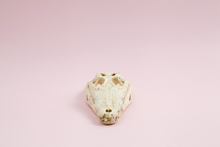 A crocodile skull on a pink plain background.
Minimal offbeat still life photographyの写真素材