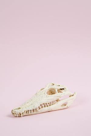 A crocodile skull on a pink plain background.
Minimal offbeat still life photographyの写真素材
