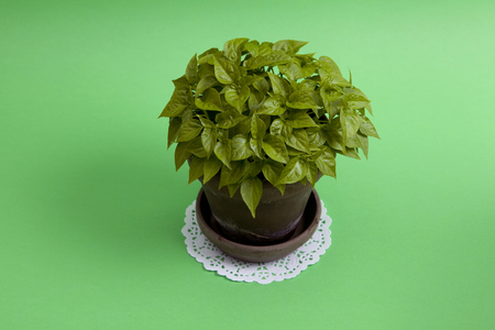 a young pepper chilli plant in a pot on a green background. Monochromatic and minimal color still life photographyの写真素材