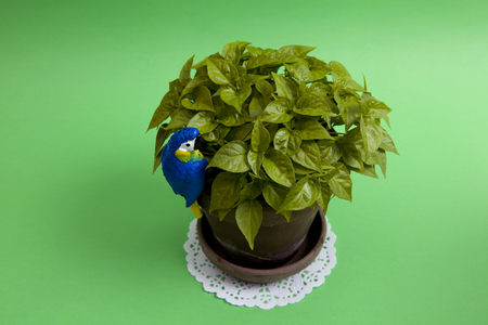 a young pepper chilli plant in a pot with a blue parrot hanging on a green background. Monochromatic and minimal color still life photographyの写真素材