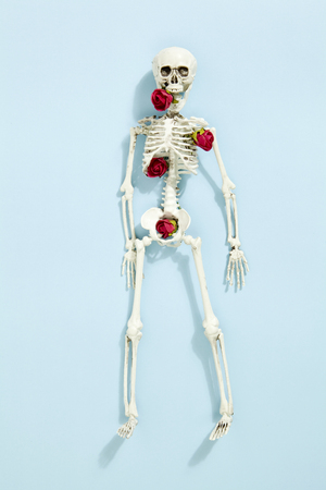 Isolated plastic toy skeleton with red roses between bones on a vibrant pop blue turquoise background. Minimal color still life photographyの写真素材