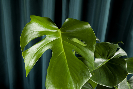 a potted green monstera deliciosa plant on a green curtain background. Gradient colors. Minimal color still life photography. の写真素材